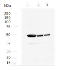 Tubulin alpha chain (polyclonal antibodies) in the group Antibodies Plant/Algal / Plant Developmental Biology / Cytoskeleton at Agrisera AB (Antibodies for research) (AS10 680)
